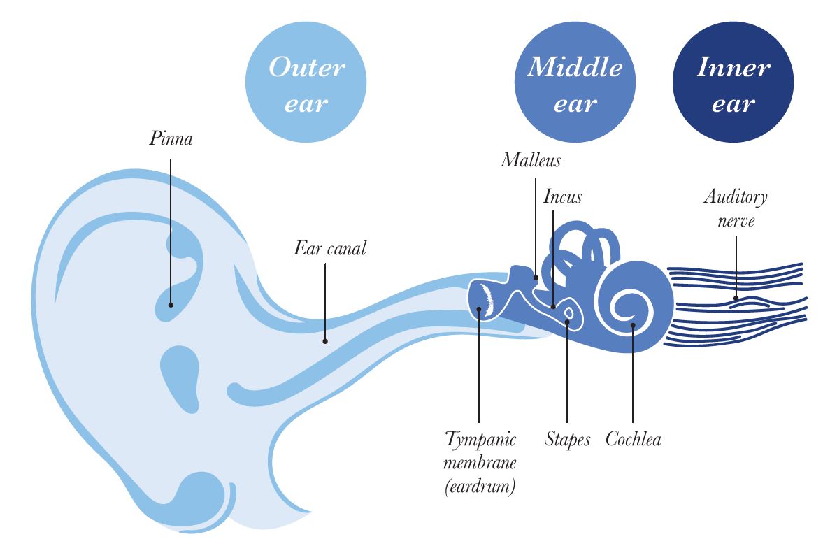 How the ear works